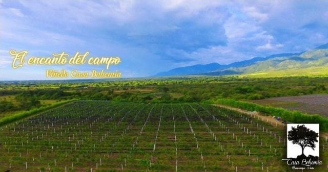 Casa Bohemia, Campoalegre (Huila) — foto 1